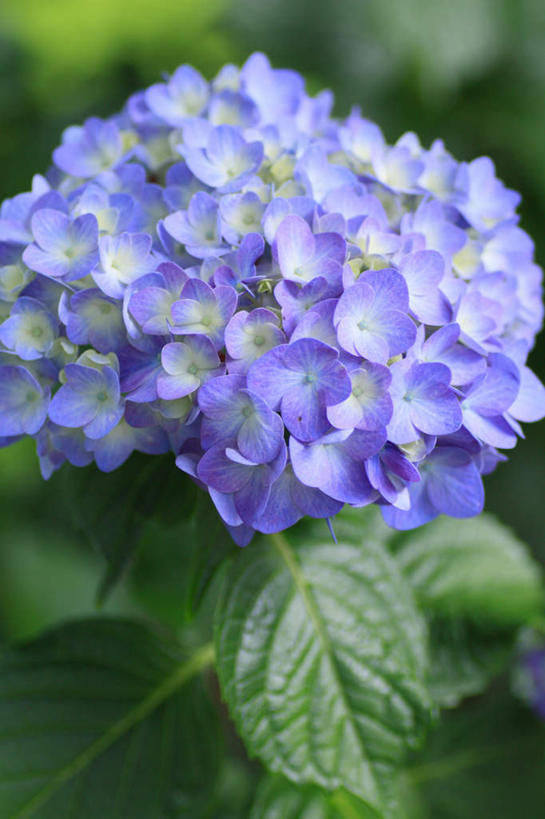 无人,竖图,俯视,室外,特写,白天,旅游,度假,骄傲,草地,草坪,花海,花圃,美景,植物,八仙花,叶子,长野县,日本,亚洲,阴影,朦胧,模糊,盛开,光线,影子,景观,花蕾,娱乐,草,花,花瓣,花朵,花卉,鲜花,一朵,蓝色,绿色,阳光,自然,花丛,花束,花田,花苞,花蕊,绣球花,享受,休闲,景色,放松,紫阳花,洋绣球,自然风光,东亚,本州,本州岛,日本国,中部地方,长野,草绣球,斗球,七变化,粉团花,善变,彩图,高角度拍摄