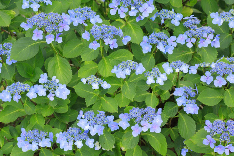 无人,横图,俯视,室外,特写,白天,旅游,度假,骄傲,草地,草坪,花海,花圃,美景,植物,八仙花,叶子,长野县,日本,亚洲,阴影,朦胧,模糊,盛开,光线,影子,景观,绿叶,花蕾,娱乐,草,花,花瓣,花朵,花卉,鲜花,蓝色,绿色,阳光,自然,花丛,花束,花田,花苞,花蕊,绣球花,享受,休闲,嫩叶,景色,放松,紫阳花,洋绣球,自然风光,东亚,本州,本州岛,日本国,中部地方,长野,草绣球,斗球,七变化,粉团花,善变,叶,叶片,彩图,高角度拍摄