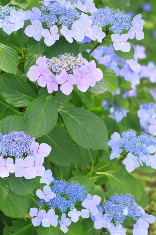 无人,竖图,俯视,室外,特写,白天,旅游,度假,骄傲,草地,草坪,花海,花圃,美景,植物,八仙花,叶子,长野县,日本,亚洲,阴影,朦胧,模糊,盛开,光线,影子,景观,绿叶,花蕾,娱乐,草,花,花瓣,花朵,花卉,鲜花,蓝色,绿色,阳光,自然,花丛,花束,花田,花苞,花蕊,绣球花,享受,休闲,嫩叶,景色,放松,紫阳花,洋绣球,自然风光,东亚,本州,本州岛,日本国,中部地方,长野,草绣球,斗球,七变化,粉团花,善变,叶,叶片,彩图,高角度拍摄