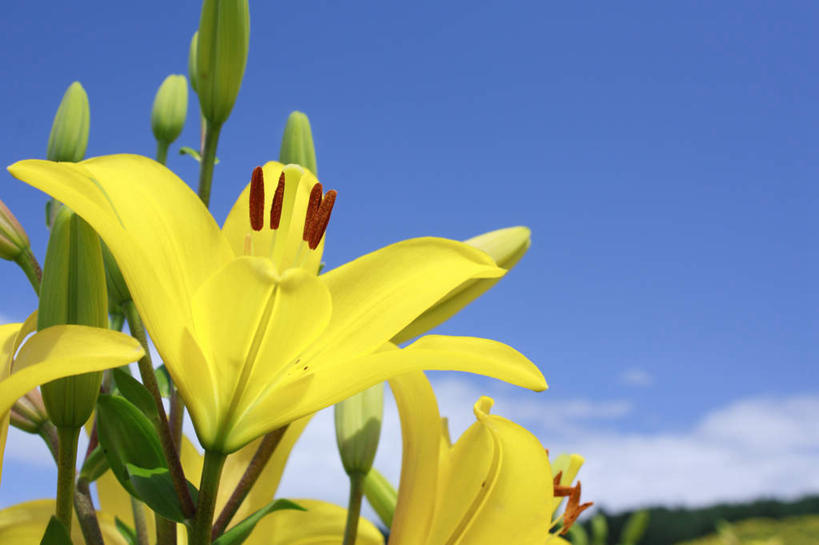 无人,横图,室外,特写,白天,仰视,旅游,度假,草地,草坪,花海,花圃,美景,植物,百合花,叶子,长野县,日本,亚洲,许多,阴影,盛开,光线,影子,景观,云,云朵,花蕾,云彩,娱乐,草,花,花瓣,花朵,花卉,鲜花,黄色,蓝色,绿色,白云,蓝天,天空,阳光,自然,花丛,花束,花田,天,花苞,花蕊,享受,休闲,景色,放松,自然风光,东亚,本州,本州岛,日本国,中部地方,长野,强瞿,百合蒜,倒仙,番韭,山丹,彩图,低角度拍摄