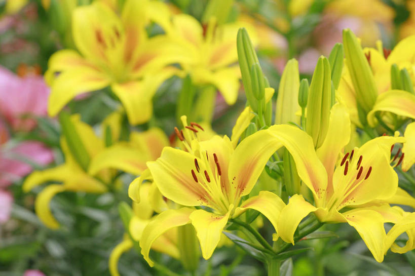 无人,横图,俯视,室外,白天,旅游,度假,草地,草坪,花海,花圃,美景,植物,百合花,叶子,长野县,日本,亚洲,许多,阴影,朦胧,模糊,盛开,光线,影子,景观,花蕾,娱乐,草,花,花瓣,花朵,花卉,鲜花,黄色,绿色,阳光,自然,花丛,花束,花田,花苞,花蕊,享受,休闲,景色,放松,自然风光,东亚,本州,本州岛,日本国,中部地方,长野,强瞿,百合蒜,倒仙,番韭,山丹,彩图,高角度拍摄