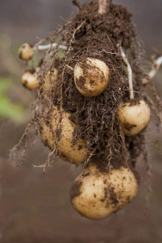 无人,农田,竖图,室外,特写,白天,正面,旅游,度假,庄稼,农作物,蔬菜,土豆,许多,悬挂,阴影,朦胧,模糊,新鲜,光线,影子,泥土,土壤,食品,褐色,娱乐,食物,阳光,享受,休闲,放松,有机食品,绿色食品,馍馍蛋,洋芋,山药蛋,马铃薯,彩图,耕地,庄稼田