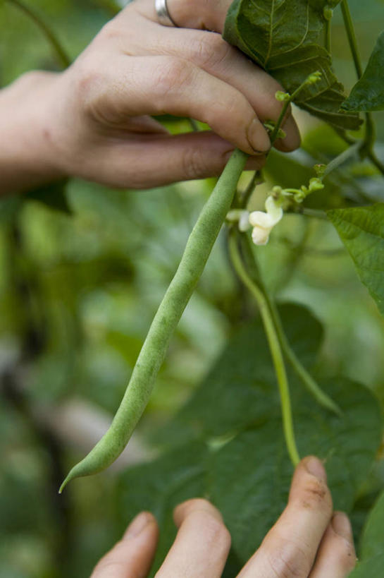 东方人,手,一个人,菜园,农田,摸,竖图,俯视,室外,特写,白天,旅游,度假,庄稼,农作物,植物,蔬菜,叶子,亚洲,双手,仅一个年轻女性,仅一个女性,仅一个人,许多,抚摸,握,悬挂,阴影,新鲜,光线,影子,豆类,豆子,豌豆,食品,绿叶,拿,拿着,黄种人,娱乐,荷兰豆,食物,阳光,享受,休闲,手部,嫩叶,放松,握着,有机食品,绿色食品,雪豆,豆科,寒豆,毕豆,麻累,国豆,小寒豆,麦豌豆,年轻女性,女人,女性,亚洲人,叶,叶片,触摸,接触,半身,彩图,高角度拍摄,耕地,庄稼田