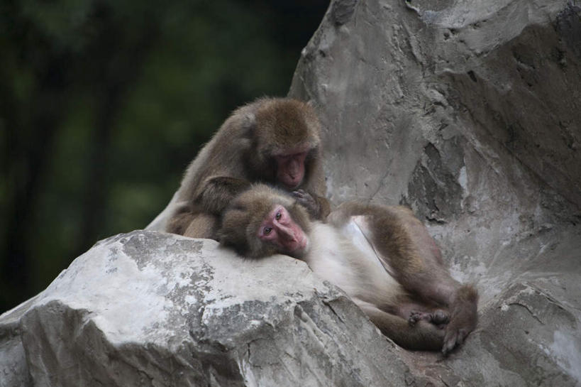 无人,动物园,坐,躺,摸,横图,室外,白天,正面,旅游,度假,石头,植物,野生动物,猴子,抚摸,阴影,朦胧,模糊,光线,石子,影子,注视,娱乐,树,树木,绿色,阳光,自然,动物,低头,观察,看,享受,休闲,抓,放松,可爱,活泼,生长,成长,观看,察看,关注,猕猴,日本猕猴,卧着,石块,岩石,触摸,接触,躺着,卧,坐着,半身,彩图