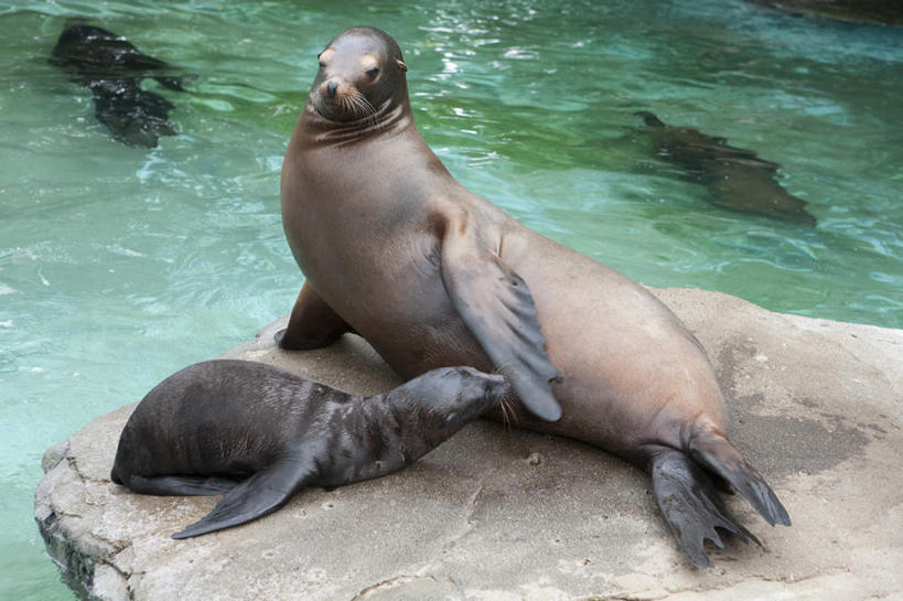 无人,动物园,横图,俯视,室外,白天,旅游,度假,水,海狮,野生动物,四只,阴影,波纹,光线,液体,影子,水滴,注视,娱乐,绿色,水纹,阳光,动物,波浪,观察,看,趴着,享受,休闲,放松,可爱,活泼,观看,察看,关注,趴,抬头,仰头,彩图,高角度拍摄,全身