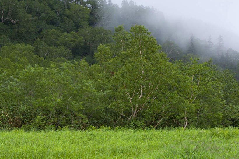 无人,横图,室外,白天,正面,旅游,度假,草地,草坪,美景,森林,树林,植物,雾,长野县,日本,亚洲,阴影,朦胧,模糊,反射,影子,景观,娱乐,草,树,树木,蓝色,绿色,蓝天,天空,自然,天,享受,休闲,景色,放松,生长,成长,迷雾,自然风光,东亚,本州,本州岛,日本国,中部地方,长野,大雾,彩图