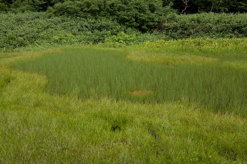 无人,农田,横图,俯视,室外,白天,旅游,度假,庄稼,农作物,草地,草坪,美景,森林,树林,植物,长野县,日本,亚洲,阴影,光线,影子,景观,娱乐,草,树,树木,绿色,阳光,自然,享受,休闲,景色,放松,生长,成长,自然风光,东亚,本州,本州岛,日本国,中部地方,长野,彩图,高角度拍摄,耕地,庄稼田