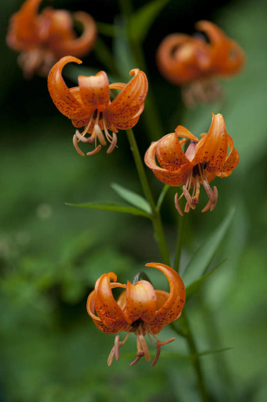 无人,竖图,室外,特写,白天,正面,旅游,度假,草地,草坪,美景,植物,百合花,叶子,长野县,日本,亚洲,五朵,阴影,朦胧,模糊,盛开,光线,影子,景观,绿叶,花蕾,娱乐,草,花,花瓣,花朵,鲜花,红色,绿色,阳光,自然,花苞,花蕊,享受,休闲,嫩叶,景色,放松,自然风光,东亚,本州,本州岛,日本国,中部地方,长野,强瞿,百合蒜,倒仙,番韭,山丹,叶,叶片,彩图