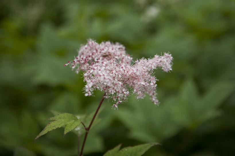 无人,横图,室外,特写,白天,正面,旅游,度假,草地,草坪,美景,植物,叶子,长野县,日本,亚洲,阴影,朦胧,模糊,盛开,光线,影子,景观,绿叶,花蕾,娱乐,草,花,花瓣,花朵,鲜花,一朵,粉色,绿色,阳光,自然,花苞,花蕊,享受,休闲,嫩叶,景色,放松,自然风光,东亚,本州,本州岛,日本国,中部地方,长野,叶,叶片,彩图