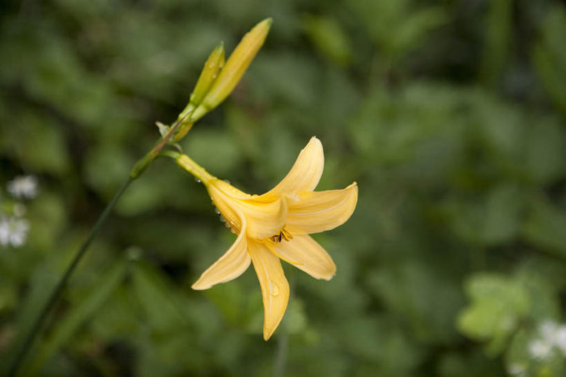 无人,横图,室外,特写,白天,正面,旅游,度假,草地,草坪,美景,植物,百合花,长野县,日本,亚洲,阴影,朦胧,模糊,盛开,光线,影子,景观,花蕾,娱乐,草,花,花瓣,花朵,鲜花,一朵,黄色,绿色,阳光,自然,花苞,花蕊,享受,休闲,景色,放松,自然风光,东亚,本州,本州岛,日本国,中部地方,长野,强瞿,百合蒜,倒仙,番韭,山丹,彩图