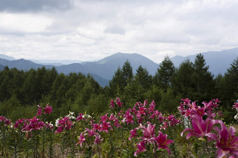 无人,横图,室外,白天,正面,旅游,度假,草地,草坪,花海,花圃,美景,山,山脉,植物,雾,百合花,叶子,日本,亚洲,阴影,朦胧,模糊,盛开,光线,影子,景观,山峰,云,云朵,山峦,花蕾,云彩,娱乐,草,花,花瓣,花朵,花卉,鲜花,树,树木,红色,蓝色,绿色,白云,蓝天,天空,阳光,自然,花丛,花束,花田,群山,天,花苞,花蕊,享受,休闲,景色,放松,生长,成长,迷雾,自然风光,东亚,本州,关东地方,本州岛,日本国,栃木,栃木县,强瞿,百合蒜,倒仙,番韭,山丹,大雾,彩图