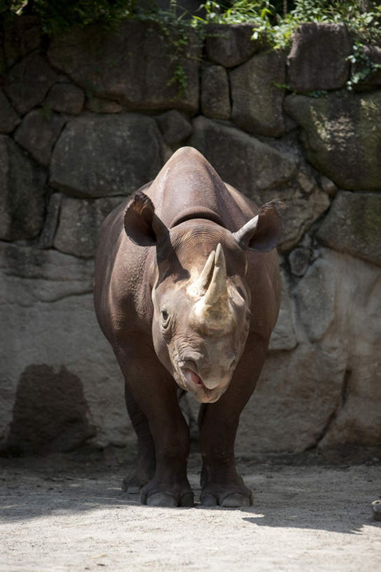 无人,动物园,站,竖图,室外,白天,正面,旅游,度假,石头,植物,野生动物,阴影,光线,石子,影子,注视,娱乐,树,树木,一只,绿色,黑色,阳光,自然,动物,观察,看,站着,享受,休闲,放松,生长,成长,观看,察看,关注,凶猛,残暴,凶残,石块,岩石,犀牛,站立,彩图,全身