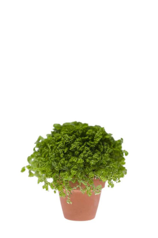 无人,竖图,室内,特写,白天,白色背景,正面,植物,桌面,叶子,花盆,阴影,反射,盆栽,影子,绿叶,盆景,一个,绿色,自然,橙色,嫩叶,摄影,影棚,生长,单个,成长,叶,叶片,彩图,影棚拍摄,拍摄