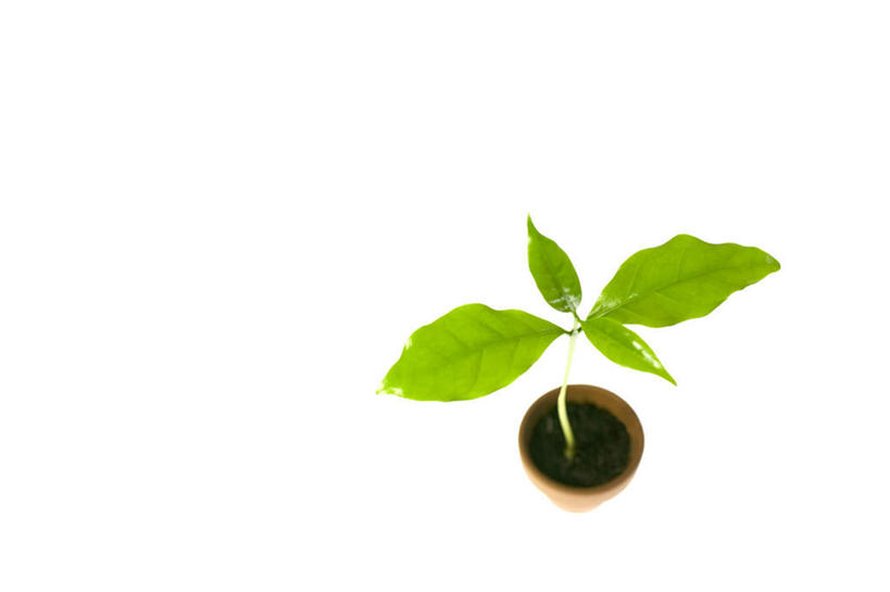 无人,横图,俯视,室内,特写,白天,白色背景,植物,叶子,花盆,阴影,反射,光线,盆栽,影子,绿叶,盆景,一个,绿色,阳光,自然,嫩叶,摄影,影棚,生长,单个,成长,叶,叶片,彩图,高角度拍摄,影棚拍摄,拍摄