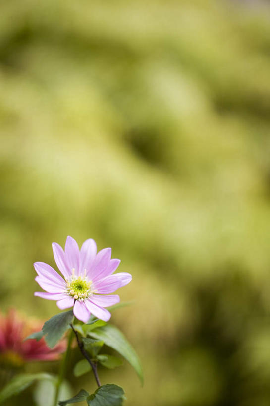 无人,竖图,俯视,室外,特写,白天,旅游,度假,快乐,幸福,草地,草坪,美景,植物,神奈川,日本,亚洲,阴影,朦胧,模糊,盛开,光线,影子,景观,玛格丽特,横滨,横滨市,神奈川县,花蕾,娱乐,草,雏菊,花,花瓣,花朵,鲜花,树,树木,一朵,粉色,绿色,阳光,自然,花苞,花蕊,享受,休闲,菊花,景色,放松,活力,生长,成长,希望,坚强,自然风光,和平,东亚,离别,本州,首府,关东地方,本州岛,日本国,延命菊,幸福花,春菊,马兰头花,暗恋,纯情,单恋,天真,彩图,高角度拍摄,愉快