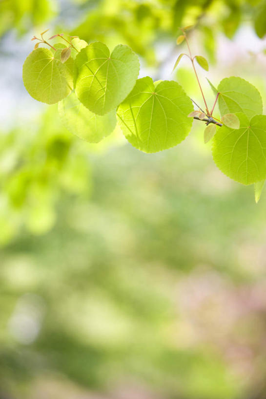 无人,竖图,室外,特写,白天,正面,旅游,度假,草地,草坪,美景,植物,叶子,日本,亚洲,阴影,朦胧,模糊,光线,影子,景观,绿叶,娱乐,草,树,树木,蓝色,绿色,蓝天,天空,阳光,自然,天,享受,休闲,嫩叶,景色,放松,遮,遮掩,生长,成长,掩盖,遮挡,自然风光,东亚,遮盖,本州,茨城,茨城县,关东地方,本州岛,日本国,掩饰,叶,叶片,彩图