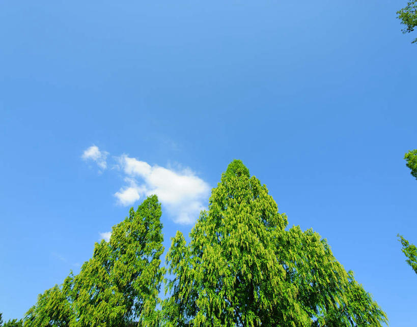 无人,横图,室外,白天,仰视,旅游,度假,美景,植物,东京,日本,亚洲,阴影,光线,影子,景观,云,云朵,云彩,娱乐,树,树木,蓝色,绿色,白云,蓝天,天空,阳光,自然,天,享受,休闲,景色,放松,生长,成长,自然风光,东亚,本州,关东地方,本州岛,日本国,东京都,彩图,低角度拍摄