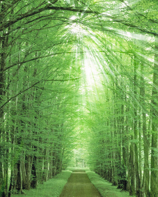 无人,竖图,室外,白天,正面,旅游,度假,草地,草坪,美景,植物,道路,路,北海道,日本,亚洲,阴影,光线,影子,景观,小路,交通,娱乐,草,树,树木,绿色,阳光,自然,享受,休闲,景色,放松,乡间小路,生长,成长,自然风光,东亚,日本国,北海道地方,北海道岛,彩图