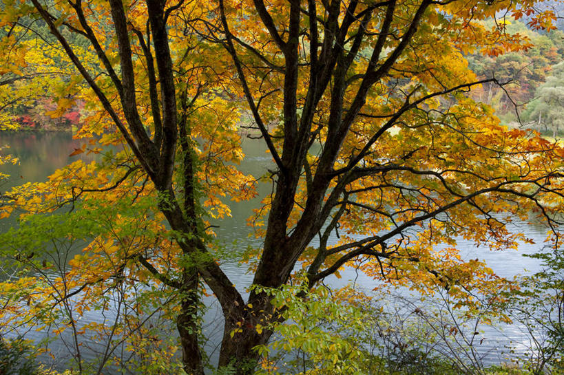 无人,横图,室外,白天,正面,旅游,度假,草地,草坪,河流,美景,水,植物,日本,亚洲,阴影,光线,影子,河水,景观,水流,娱乐,草,树,树木,黄色,绿色,阳光,自然,享受,休闲,景色,放松,生长,成长,自然风光,东亚,日本国,彩图