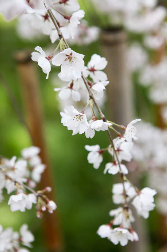 无人,竖图,室外,特写,白天,正面,旅游,度假,草地,草坪,美景,植物,樱花,京都,日本,亚洲,阴影,朦胧,模糊,盛开,光线,影子,景观,花蕾,娱乐,草,花,花瓣,花朵,鲜花,树,树木,绿色,白色,阳光,自然,花苞,花蕊,享受,休闲,景色,放松,京都府,生长,成长,自然风光,东亚,本州,本州岛,日本国,近畿地方,近畿,仙樱花,福岛樱,青肤樱,荆桃,彩图