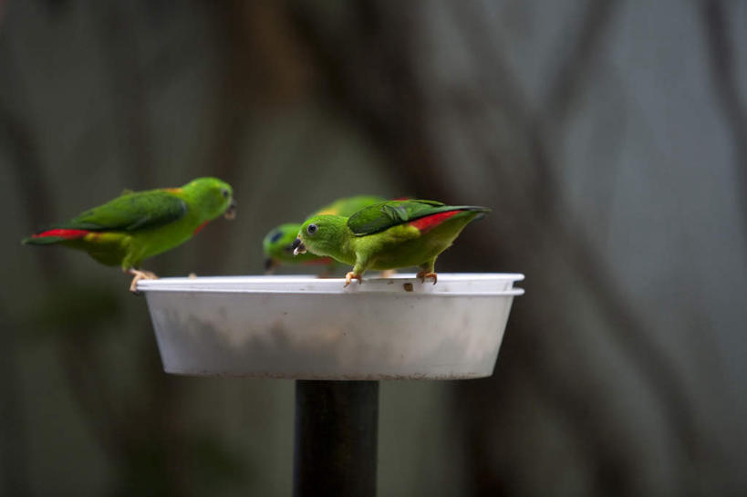 无人,站,吃,横图,室外,白天,正面,植物,鸟,鹦鹉,阴影,朦胧,模糊,光线,鸟类,影子,注视,树,树木,绿色,阳光,自然,动物,低头,观察,看,站着,两只,可爱,活泼,生长,成长,观看,察看,关注,观赏鸟,嚼,食,站立,彩图,全身