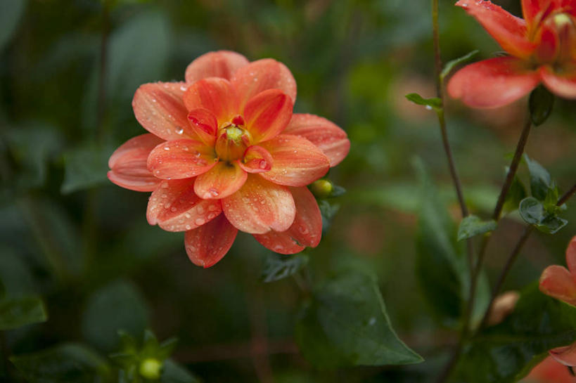 无人,横图,俯视,室外,特写,白天,美景,水,叶子,许多,阴影,朦胧,模糊,盛开,光线,液体,影子,景观,水滴,大丽花,绿叶,花蕾,水珠,花,花瓣,花朵,鲜花,红色,阳光,自然,露珠,花苞,花蕊,嫩叶,菊花,景色,生机,大理花,自然风光,大丽菊,灵动,富丽,大方,叶,叶片,彩图,高角度拍摄