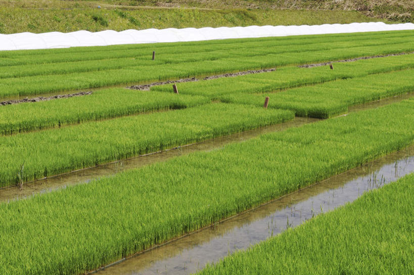 无人,农田,横图,俯视,室外,白天,旅游,度假,庄稼,农作物,美景,水,日本,亚洲,一排,许多,阴影,整齐,光线,液体,影子,景观,水滴,娱乐,排列,阳光,自然,享受,休闲,景色,放松,队列,自然风光,东亚,秧苗,本州,本州岛,日本国,近畿地方,近畿,兵库,兵库县,彩图,高角度拍摄,耕地,庄稼田