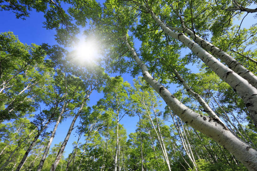 无人,横图,室外,白天,仰视,旅游,度假,草地,草坪,美景,太阳,植物,长野县,日本,亚洲,阴影,光线,影子,景观,娱乐,草,树,树木,蓝色,绿色,蓝天,天空,阳光,自然,天,享受,休闲,景色,放松,遮,遮掩,生长,晴朗,成长,掩盖,遮挡,自然风光,东亚,遮盖,本州,万里无云,本州岛,日本国,中部地方,长野,掩饰,晴空,晴空万里,彩图,低角度拍摄