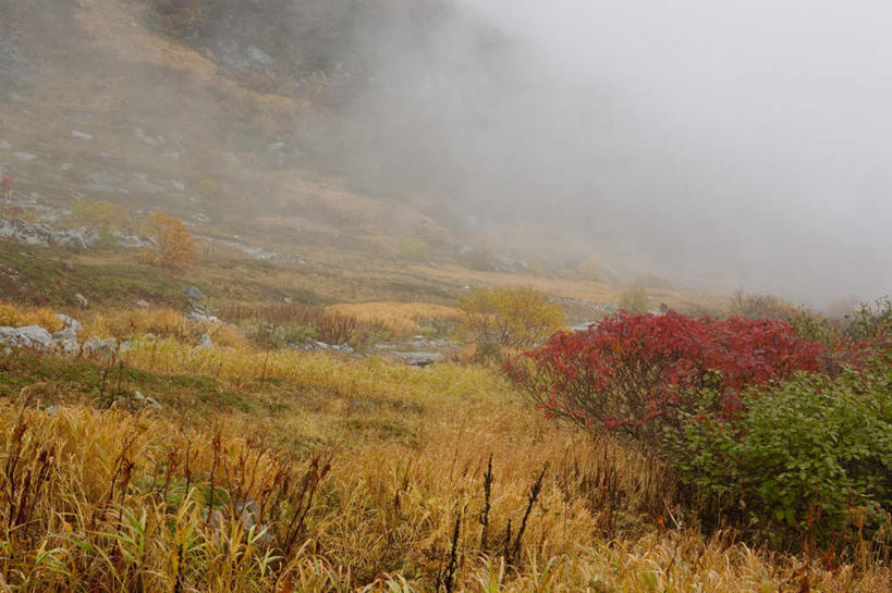 无人,横图,俯视,室外,白天,旅游,度假,草地,草坪,美景,植物,雾,长野县,日本,亚洲,阴影,朦胧,模糊,光线,影子,景观,娱乐,草,树,树木,绿色,阳光,自然,享受,休闲,景色,放松,生长,成长,迷雾,自然风光,东亚,本州,本州岛,日本国,中部地方,长野,大雾,彩图,高角度拍摄