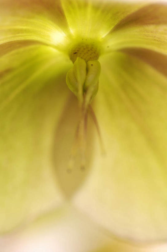 无人,竖图,俯视,室外,白天,爱情,旅游,度假,幸福,纯洁,热情,美景,玫瑰,阴影,盛开,光线,影子,景观,玫瑰花,浪漫,花蕾,娱乐,花,花瓣,花朵,鲜花,黄色,阳光,自然,花苞,花蕊,享受,休闲,温暖,温馨,景色,恩爱,放松,和睦,自然风光,感动,尊敬,天真,刺玫花,徘徊花,彩图,高角度拍摄,融洽