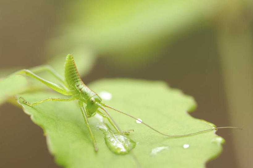 无人,横图,俯视,室外,特写,白天,旅游,度假,美景,水,植物,叶子,阴影,朦胧,模糊,光线,昆虫,蚱蜢,纹理,液体,影子,景观,水滴,绿叶,娱乐,水珠,一只,绿色,阳光,自然,动物,趴着,享受,休闲,嫩叶,景色,放松,自然风光,益虫,肌理,叶,叶片,叶脉,趴,彩图,高角度拍摄