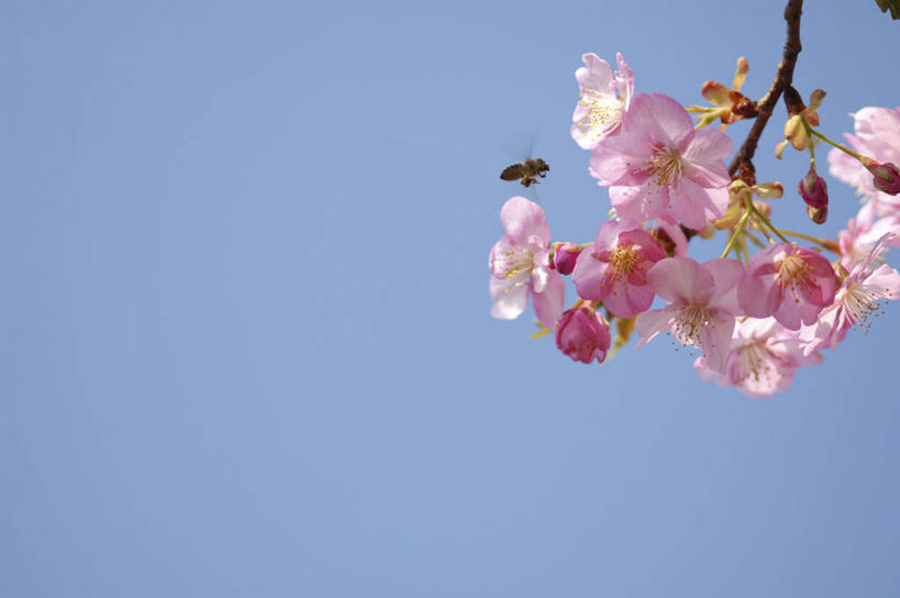 无人,横图,室外,白天,仰视,旅游,度假,美景,阴影,盛开,光线,影子,景观,梅花,纸条,花蕾,娱乐,花,花瓣,花朵,鲜花,粉色,蓝色,蓝天,天空,阳光,自然,天,花苞,花蕊,享受,休闲,景色,放松,晴朗,高雅,坚强,自然风光,万里无云,梅,晴空,晴空万里,彩图,低角度拍摄