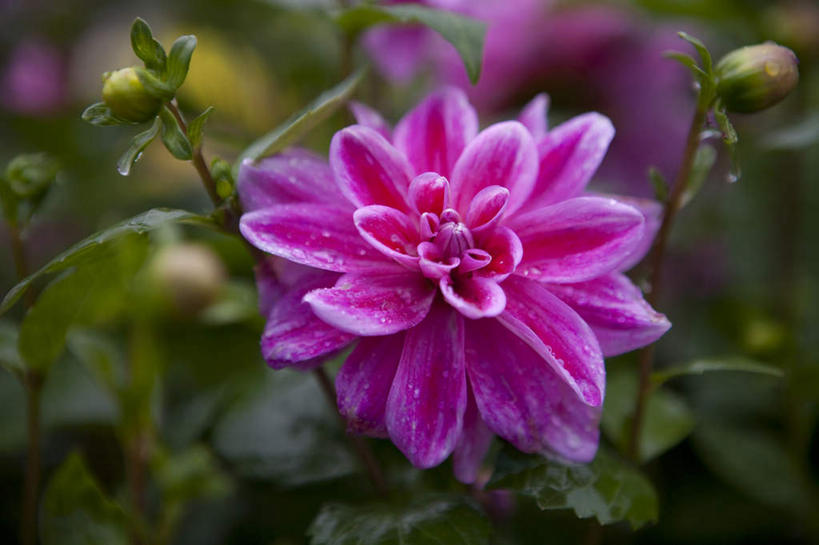 无人,横图,俯视,室外,特写,白天,旅游,度假,草地,草坪,美景,植物,叶子,许多,阴影,朦胧,模糊,盛开,光线,影子,景观,大丽花,绿叶,花蕾,娱乐,草,花,花瓣,花朵,鲜花,粉色,绿色,阳光,自然,花苞,花蕊,享受,休闲,嫩叶,菊花,景色,放松,大理花,自然风光,大丽菊,富丽,大方,叶,叶片,彩图,高角度拍摄