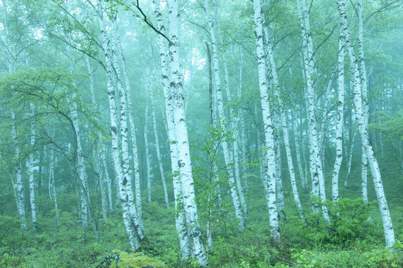 无人,横图,室外,白天,正面,旅游,度假,草地,草坪,美景,森林,树林,植物,长野县,日本,亚洲,阴影,光线,影子,景观,娱乐,草,树,树木,绿色,阳光,自然,享受,休闲,景色,放松,生长,成长,自然风光,东亚,本州,本州岛,日本国,中部地方,长野,彩图
