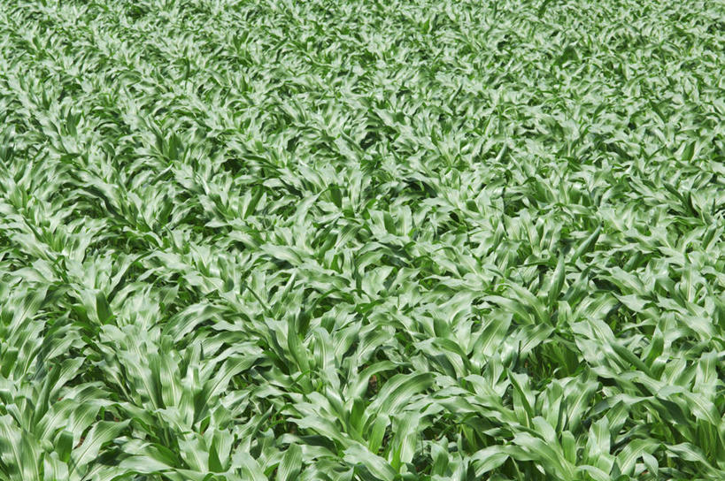 无人,菜园,农田,横图,俯视,室外,白天,旅游,度假,庄稼,农作物,玉米,美景,蔬菜,神奈川,日本,亚洲,阴影,新鲜,光线,棒子,影子,景观,玉蜀黍,食品,神奈川县,娱乐,食物,阳光,自然,享受,休闲,景色,放松,有机食品,绿色食品,苞米,自然风光,苞芦,东亚,苞谷,本州,关东地方,本州岛,日本国,包谷,大蜀黍,番麦,薏米包,玉高粱,玉麦,珍珠米,彩图,高角度拍摄,耕地,庄稼田