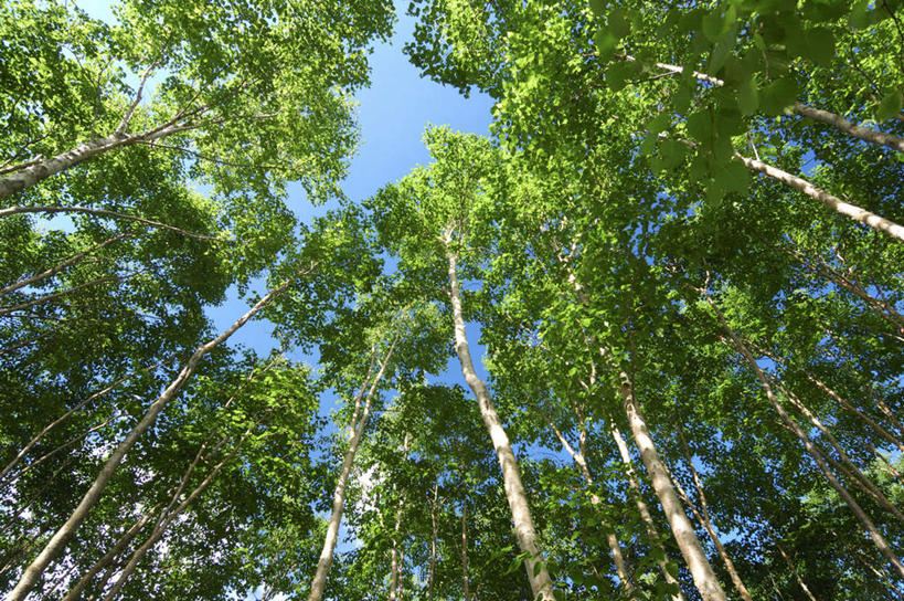 无人,横图,室外,白天,仰视,旅游,度假,美景,森林,树林,植物,叶子,神奈川,日本,亚洲,阴影,光线,影子,景观,绿叶,神奈川县,娱乐,树,树木,蓝色,绿色,蓝天,天空,阳光,自然,天,享受,休闲,嫩叶,景色,放松,遮,遮掩,生长,晴朗,成长,掩盖,遮挡,自然风光,东亚,遮盖,本州,万里无云,关东地方,本州岛,日本国,掩饰,叶,叶片,晴空,晴空万里,彩图,低角度拍摄