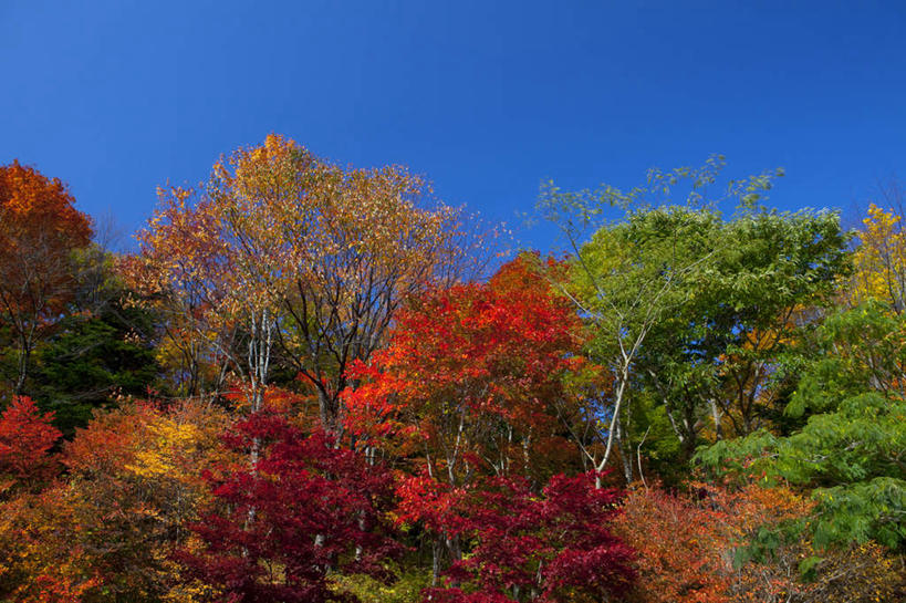 无人,横图,俯视,室外,白天,旅游,度假,草地,草坪,美景,秋季,山,山脉,植物,日本,亚洲,阴影,光线,影子,景观,山峰,山峦,娱乐,草,树,树木,蓝色,绿色,蓝天,天空,阳光,自然,群山,天,享受,休闲,景色,放松,生长,晴朗,成长,自然风光,东亚,本州,万里无云,本州岛,日本国,东北地方,福岛,福岛县,晴空,晴空万里,秋,秋天,彩图,高角度拍摄