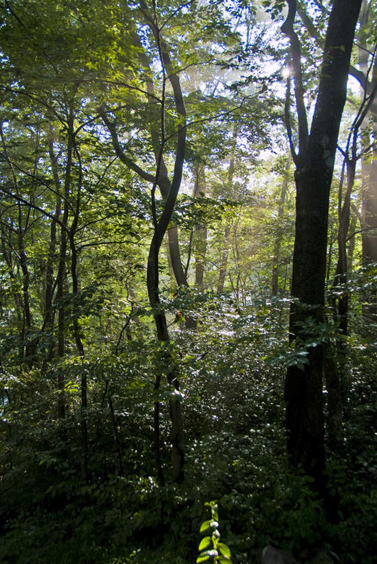 无人,竖图,俯视,室外,白天,旅游,度假,草地,草坪,美景,植物,道路,路,日本,亚洲,阴影,光线,影子,景观,小路,交通,娱乐,草,树,树木,蓝色,绿色,蓝天,天空,阳光,自然,天,享受,休闲,景色,放松,乡间小路,生长,成长,自然风光,东亚,本州,关东地方,本州岛,日本国,栃木,栃木县,彩图,高角度拍摄