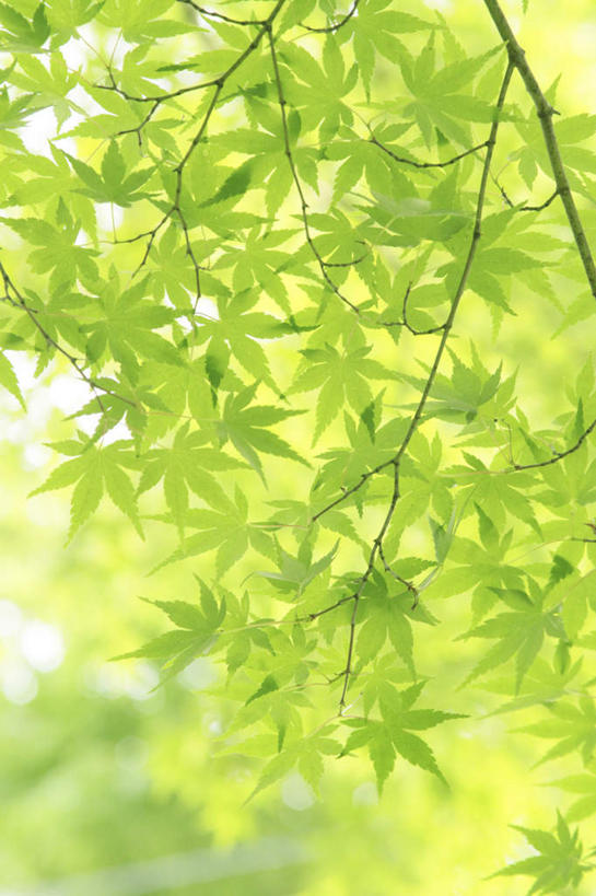 无人,竖图,室外,白天,仰视,旅游,度假,美景,植物,叶子,东京,日本,亚洲,阴影,光线,影子,景观,枫叶,枯叶,落叶,娱乐,树,树木,黄色,红色,蓝色,绿色,蓝天,天空,阳光,自然,天,享受,休闲,景色,放松,生长,成长,枫树叶,自然风光,东亚,本州,关东地方,本州岛,日本国,东京都,叶,叶片,彩图,低角度拍摄