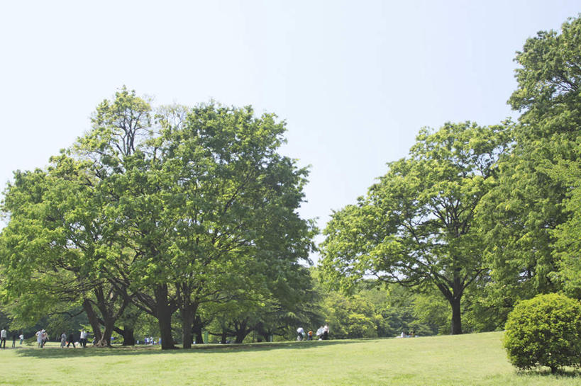 无人,横图,室外,白天,正面,旅游,度假,草地,草坪,美景,植物,东京,日本,亚洲,阴影,光线,影子,景观,云,云朵,云彩,娱乐,草,树,树木,蓝色,绿色,白云,蓝天,天空,阳光,自然,天,享受,休闲,景色,放松,生长,成长,自然风光,东亚,本州,关东地方,本州岛,日本国,东京都,彩图