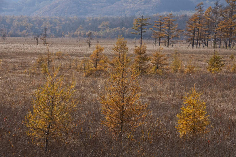 无人,横图,俯视,室外,白天,旅游,度假,草地,草坪,美景,山,山脉,植物,道路,路,日本,亚洲,阴影,光线,影子,景观,山峰,小路,交通,山峦,娱乐,草,树,树木,绿色,阳光,自然,群山,享受,休闲,景色,放松,乡间小路,生长,成长,自然风光,东亚,本州,关东地方,本州岛,日本国,栃木,栃木县,彩图,高角度拍摄