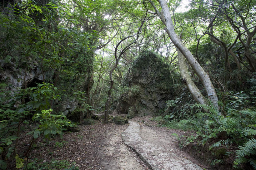 无人,横图,俯视,室外,白天,旅游,度假,美景,树林,植物,道路,路,日本,亚洲,许多,景观,小路,交通,千叶县,娱乐,树,树木,蓝色,绿色,蓝天,天空,自然,天,享受,休闲,景色,放松,乡间小路,生长,晴朗,成长,自然风光,东亚,本州,万里无云,关东地方,本州岛,日本国,千叶,晴空,晴空万里,彩图,高角度拍摄