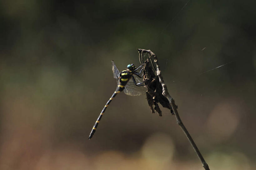 无人,站,横图,室外,特写,白天,侧面,旅游,度假,美景,日本,亚洲,阴影,枯萎,朦胧,模糊,光线,蜻蜓,昆虫,影子,景观,千叶县,停留,娱乐,树枝,一只,阳光,自然,动物,站着,享受,休闲,景色,放松,自然风光,益虫,东亚,本州,关东地方,本州岛,日本国,千叶,站立,彩图,全身