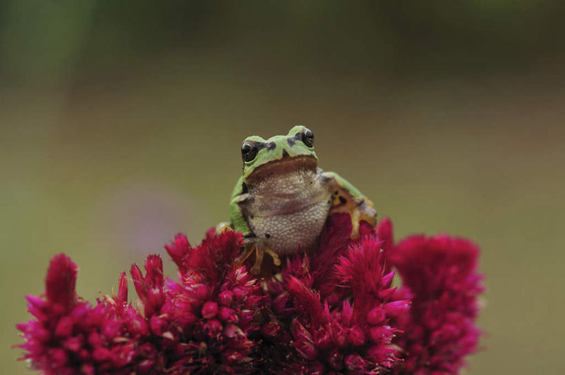 无人,横图,俯视,室外,特写,白天,旅游,度假,美景,植物,青蛙,野生动物,日本,亚洲,许多,朦胧,模糊,盛开,树蛙,景观,千叶县,娱乐,花,花瓣,花朵,花卉,鲜花,一只,红色,绿色,自然,动物,花蕊,享受,休闲,景色,放松,可爱,活泼,自然风光,东亚,本州,关东地方,本州岛,日本国,千叶,彩图,高角度拍摄,全身