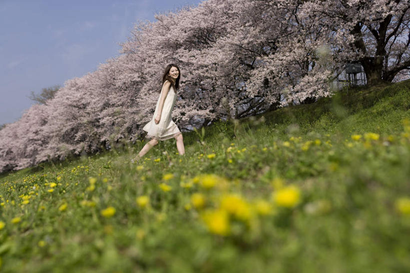 东方人,一个人,走,笑,微笑,横图,室外,白天,侧面,裙子,旅游,度假,草地,草坪,美景,树林,植物,樱花,叶子,亚洲,仅一个年轻女性,仅一个女性,仅一个人,许多,阴影,连衣裙,朦胧,模糊,盛开,光线,影子,景观,绿叶,注视,黄种人,娱乐,草,花,花瓣,花朵,花卉,鲜花,树,树木,黄色,蓝色,绿色,蓝天,天空,阳光,自然,天,花蕊,观察,看,享受,休闲,嫩叶,景色,放松,生长,晴朗,成长,观看,察看,关注,自然风光,万里无云,仙樱花,福岛樱,青肤樱,年轻女性,女人,女性,亚洲人,叶,叶片,晴空,晴空万里,荆桃,步行,散步,抬头,仰头,走路,彩图,全身