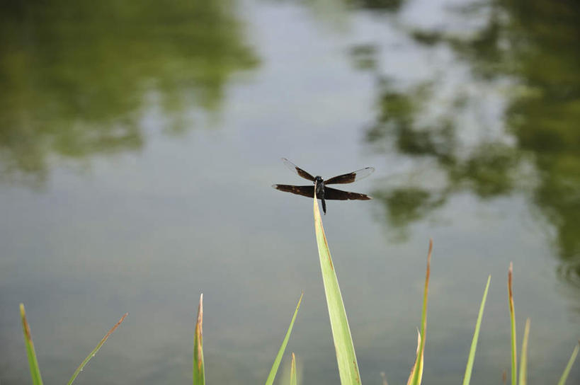 无人,横图,俯视,室外,白天,旅游,度假,草地,河流,美景,水,植物,日本,亚洲,阴影,反射,蜻蜓,昆虫,影子,河水,景观,水流,千叶县,停留,娱乐,草,一只,绿色,自然,动物,享受,休闲,景色,放松,自然风光,益虫,东亚,本州,关东地方,本州岛,日本国,千叶,彩图,高角度拍摄