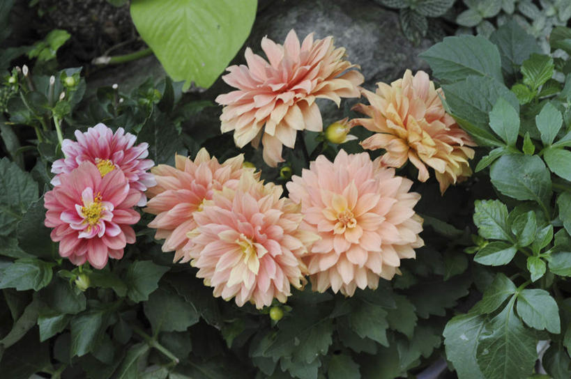 无人,横图,俯视,室外,特写,白天,旅游,度假,美景,植物,叶子,日本,亚洲,许多,盛开,景观,大丽花,绿叶,娱乐,花,花瓣,花朵,花卉,鲜花,黄色,红色,自然,花蕊,享受,休闲,嫩叶,菊花,景色,放松,大理花,自然风光,东亚,大丽菊,本州,本州岛,日本国,近畿地方,近畿,兵库,兵库县,富丽,大方,叶,叶片,彩图,高角度拍摄