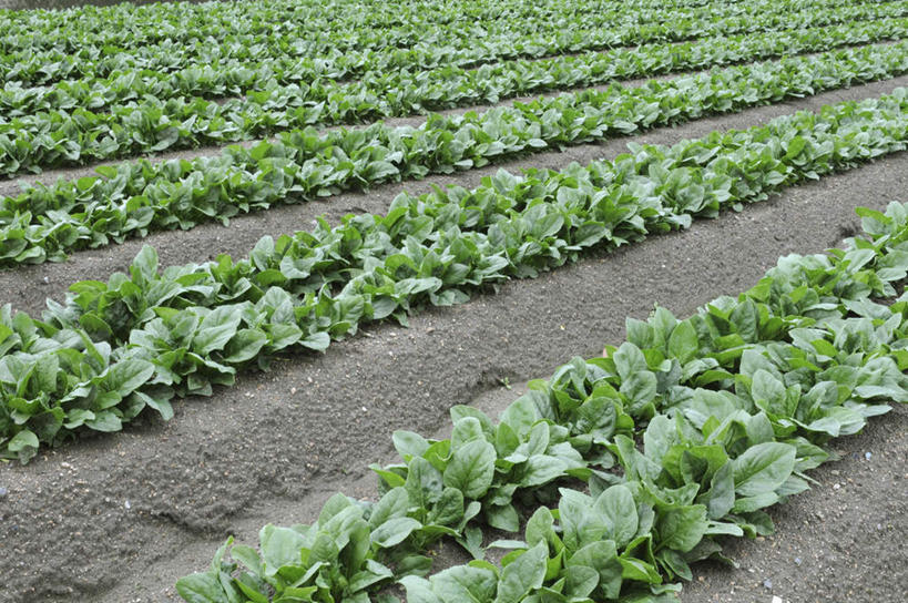 无人,横图,俯视,室外,白天,旅游,度假,美景,菠菜,蔬菜,叶子,日本,亚洲,一排,许多,新鲜,整齐,景观,泥土,田地,食品,绿叶,娱乐,食物,排列,自然,享受,休闲,嫩叶,景色,放松,有机食品,绿色食品,堆,队列,自然风光,东亚,本州,本州岛,日本国,近畿地方,近畿,兵库,兵库县,叶,叶片,鹦鹉菜,鼠根菜,角菜,红嘴绿鹦哥,赤根菜,菠薐菜,波斯草,彩图,高角度拍摄