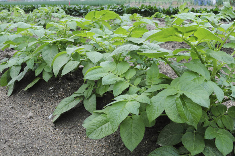 无人,横图,俯视,室外,白天,旅游,度假,美景,菠菜,蔬菜,叶子,日本,亚洲,一排,许多,新鲜,整齐,景观,泥土,田地,食品,绿叶,娱乐,食物,排列,自然,享受,休闲,嫩叶,景色,放松,有机食品,绿色食品,堆,队列,自然风光,东亚,本州,本州岛,日本国,近畿地方,近畿,兵库,兵库县,叶,叶片,鹦鹉菜,鼠根菜,角菜,红嘴绿鹦哥,赤根菜,菠薐菜,波斯草,彩图,高角度拍摄