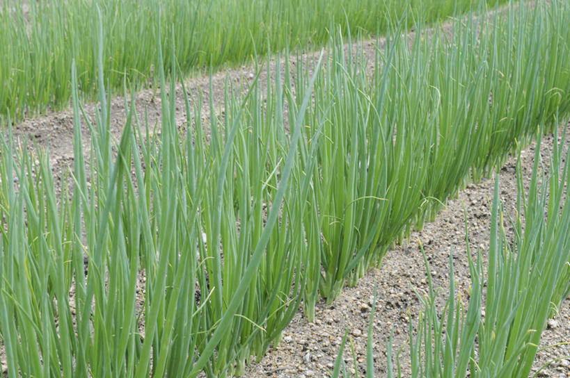 无人,横图,俯视,室外,白天,旅游,度假,美景,蔬菜,洋葱,叶子,日本,亚洲,一排,许多,新鲜,整齐,景观,泥土,田地,食品,绿叶,娱乐,食物,排列,自然,享受,休闲,嫩叶,景色,放松,有机食品,绿色食品,堆,队列,自然风光,东亚,本州,本州岛,日本国,近畿地方,近畿,兵库,兵库县,叶,叶片,圆葱,洋葱头,球葱,彩图,高角度拍摄